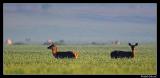 Red Deer, Kronhjort