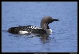 Arctic Loon, Ulricehamn