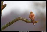 Common Kestrel, Vombs ngar