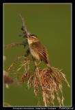 Sedge Warbler, Vombsjn