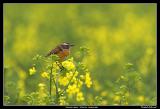 Whinchat, Lund