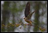 Red-Footed Falcon, sterlen