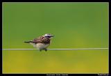 Whinchat and Dandelions
