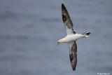 Gannet