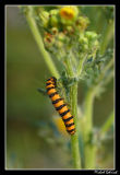 Caterpillar, Gotland