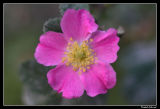 Wild Rose, Gotland