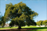 Moreton Bay Fig