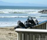 A Perch With A View