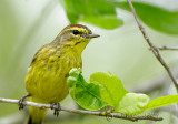 Palm Warbler II