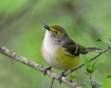 White-eyed Vireo