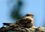 Common Nighthawk I