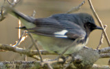 Black-throated Blue Warbler-record only
