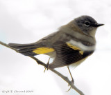 Female American Redstart Record only