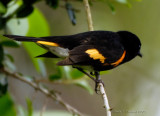 American Redstart