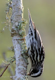 Black and White Warbler