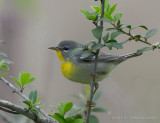 Northern Parula