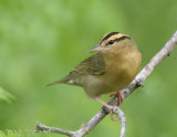 Worm-eating Warbler