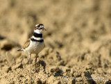 Killdeer