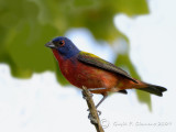 Painted Bunting