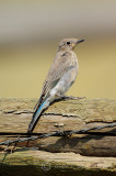 Female Mountain Bluebird