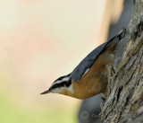 Red-breasted Nuthatch