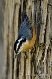 Red-breasted Nuthatch