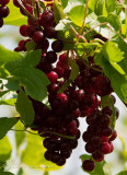 Chokecherries