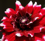 Huge Dahlia, Tiny Grasshopper