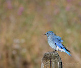 Mountain Bluebird