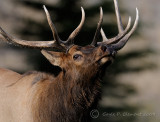 Bugling Elk