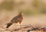 Northern Harrier