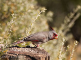 Pyrrhuloxia