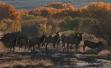 Early Morning Elk