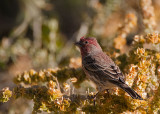 House Finch