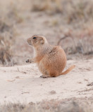 Prairie Dog II