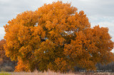 Golden Cottonwood