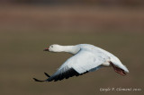 Snow Goose