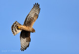 Harrier on the Hunt II