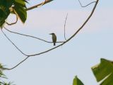 elusive blue kingfisher