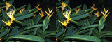 Heliconia (Stereo)