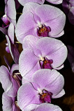 Doritaenopsis Luchia Pink