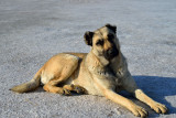 Anatolian Shepherd Dog at the Salt Lake