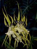 Brassia hybrid