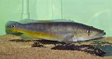 Crenicichla vittatus