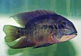 Hoplarchus psittacus