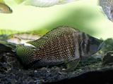 Altolamprologus compressiceps Black