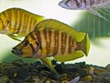 Altolamprologus compressiceps Gold