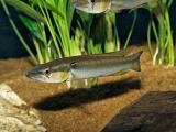 Crenicichla vertigreen