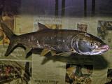 Elopichthys bambusa