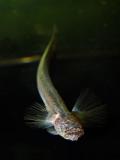 Taenioides anguillaris